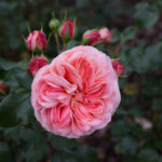 pinkrose-150x150